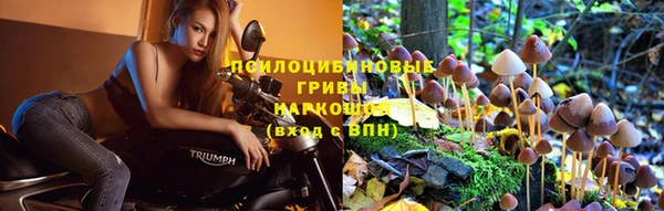 индика Ельня